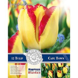 Tulip Single Early Cape Town - (12 Bulbs)