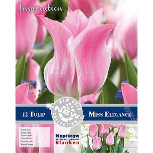 Tulip Triumph Miss Elegance - (12 Bulbs)