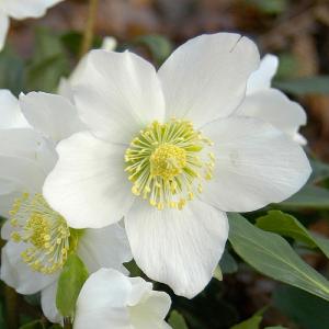 Helleborus niger HGC Joel 2L Pot
