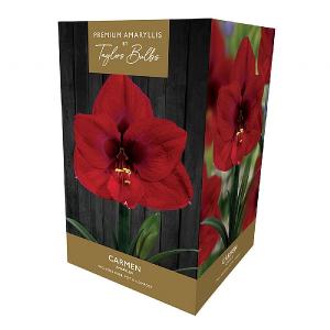 Amaryllis Carmen Gift Pack