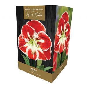 Amaryllis Samba Gift Pack