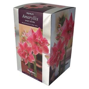 Amaryllis Sweet Nymph Gift Pack