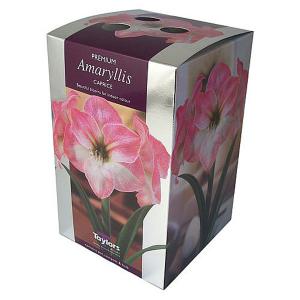 Amaryllis Caprice Gift Pack