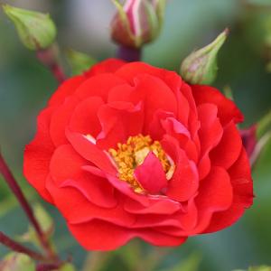 Canzonetta Floribunda Rose 3L