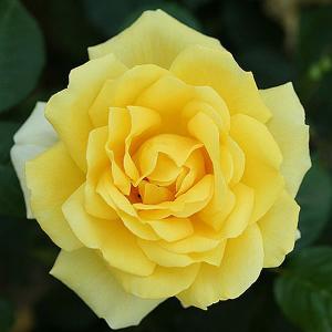 Guy's Gold Floribunda Rose - 3 Ltr Pot