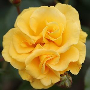 Precious Gold Floribunda Rose 3L