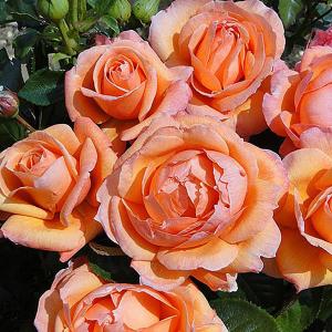 Lady Marmalade Floribunda Rose - 3 Ltr Pot
