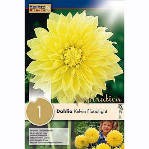Dahlia Kevin Floodlight (Single)