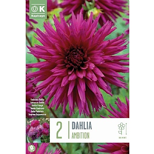 Dahlia 'Ambition' (2 Tubers)