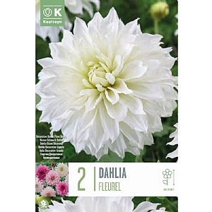 Dahlia Fleurel (Pack of 2)