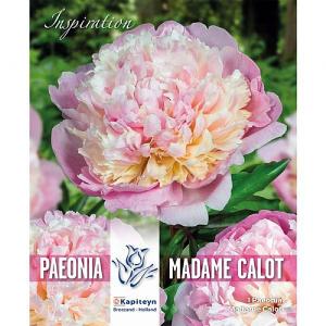 Paeonia Madame Calot (1 Bulb)
