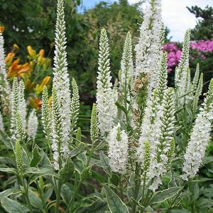 Veronica longifolia Charlotte - 2L Pot