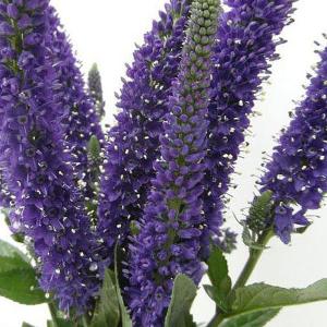 Veronica longifolia Marietta - 2L Pot