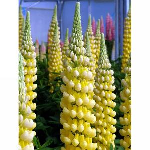 Lupin Desert Sun 2L
