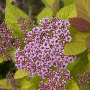 Spiraea 'Double Play Big Bang'