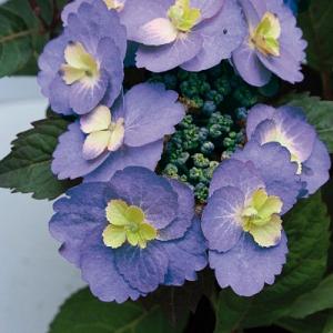 Hydrangea Blueberry Cheesecake 5L