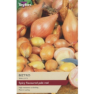 Shallot Biztro (12 Bulbs)