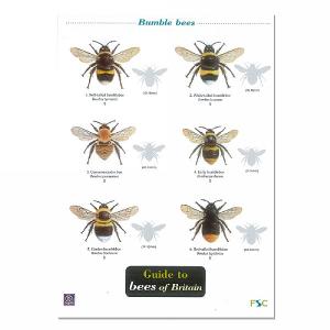 Wildlife World Field Guide to Bees Of Britain