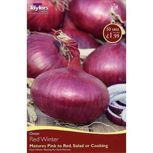 Onion Red Winter (50 Sets)