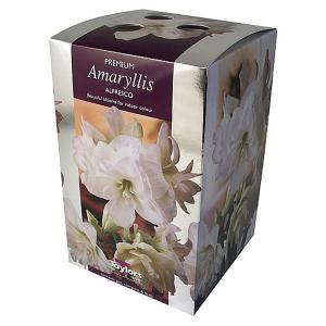 Amaryllis Alfresco Gift Pack