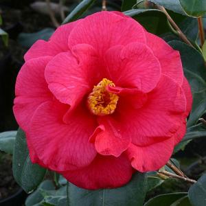 Camellia japonica Adolphe Audusson 4L Pot