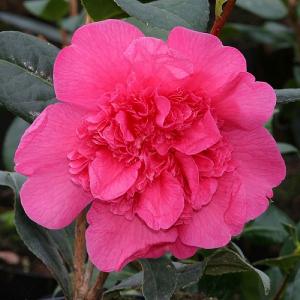Camellia x williamsii Anticipation 4L Pot