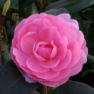 Camellia x williamsii E.G. Waterhouse 4L Pot