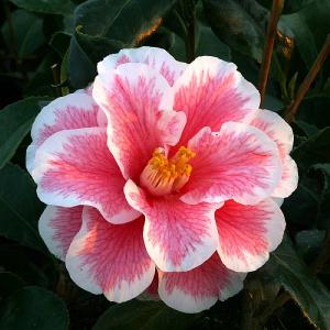 Camellia Lady Vansittart - 4L Pot