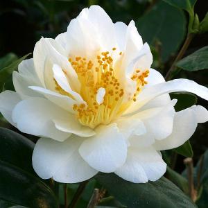 Camellia japonica Silver Anniversary 4L Pot