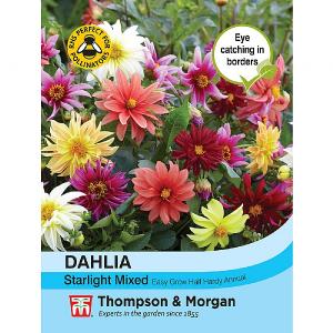 Thompson & Morgan Dahlia Starlight Mixed