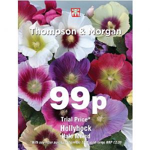 Thompson & Morgan Hollyhock Halo Mixed