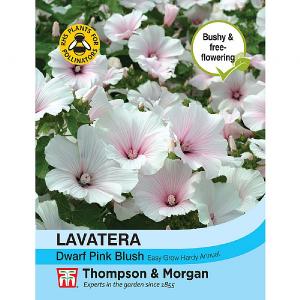 Thompson & Morgan Lavatera Dwarf Pink Blush