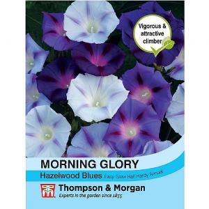 Thompson & Morgan Morning Glory Hazelwood Blues