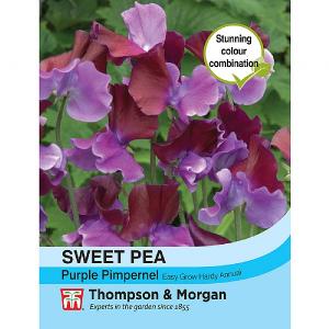 Thompson & Morgan Sweet Pea Purple Pimpernel