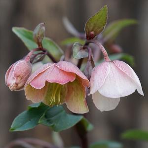 Helleborus Winter Bells 2L Pot