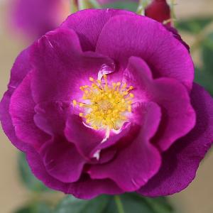 Rhapsody in Blue Floribunda Rose 3L
