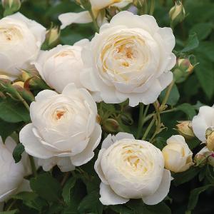 Claire Austin English Climbing Rose 6L