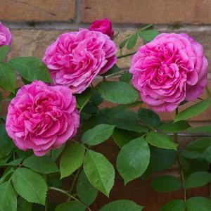 Gertrude Jekyll English Climbing Rose 6L