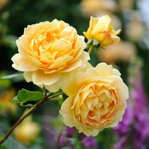Golden Celebration Climbing/Rambling Rose 6L