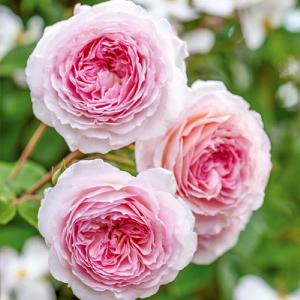 James Galway Climbing/Rambling Rose 6L