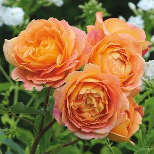 Lady of Shallott English Climbing Rose 6L