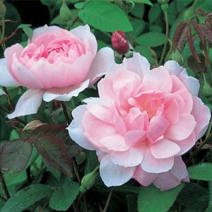 Mortimer Sackler Climbing Rose 6L