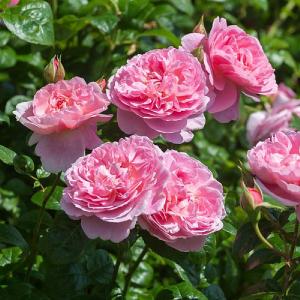 Strawberry Hill English Climbing Rose 6L