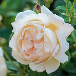 Wollerton Old Hall English Climbing Rose 6L