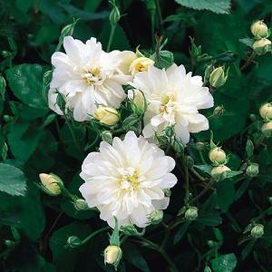 Snow Goose English Rambling Rose 6L