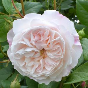 The Albrighton Rambler English Rambling Rose 6L