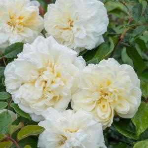 Alberic Barbier Rambling Rose 6L