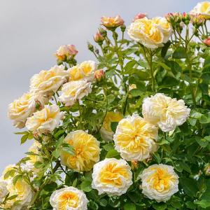 Alchymist Climbing/Rambling Rose 6L