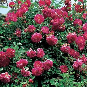 Alexandre Girault Climbing/Rambling Rose 6L