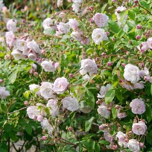 Blush Noisette Climbing/Rambling Rose 6L